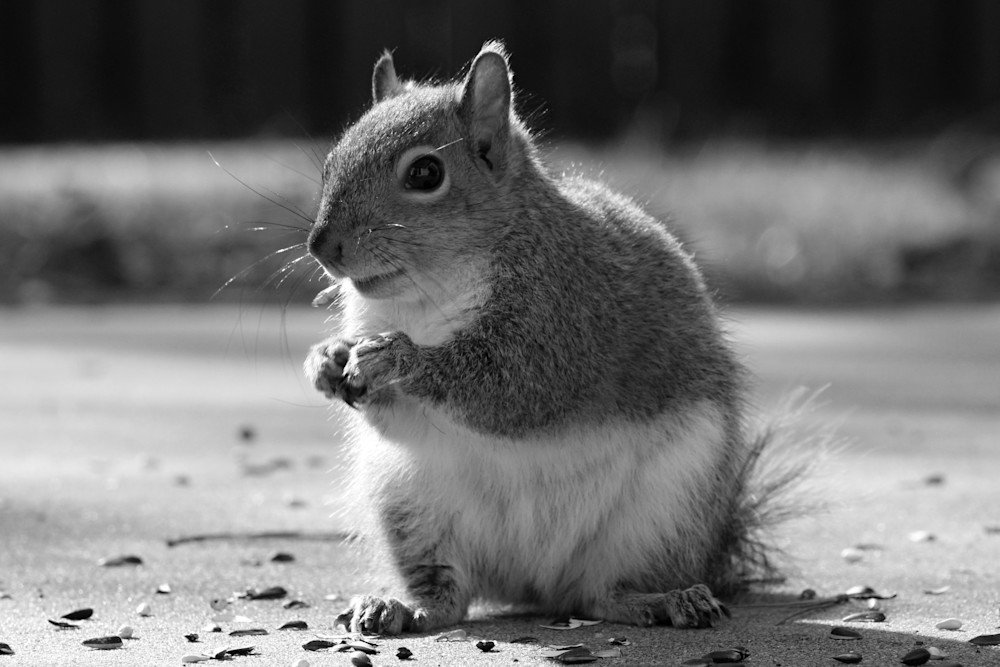 Nuts Are Yummy! Photography Art | Sherry Pfeifle Studio