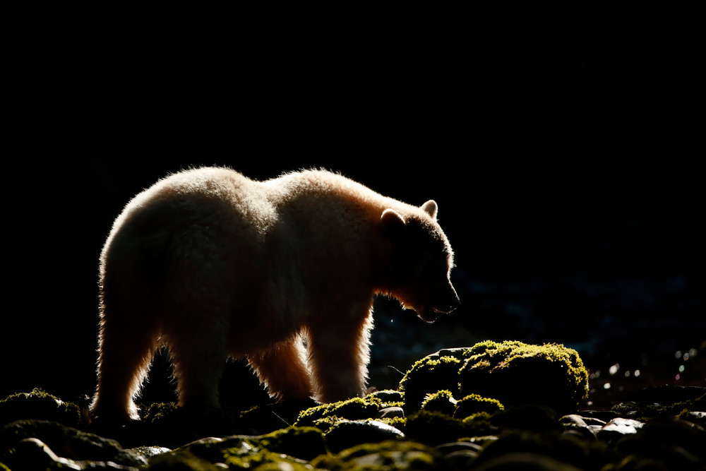 Spirit Bear Silhouette Backlit E7 T4956 Gribbell Island British Columbia Canada Photography Art | Clemens Vanderwerf Photography