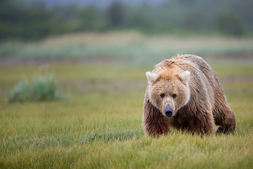 Coastal Brown Bear Walking Through Green Meadow W7 C7683 Hallo Bay Katmai Np Ak Photography Art | Clemens Vanderwerf Photography