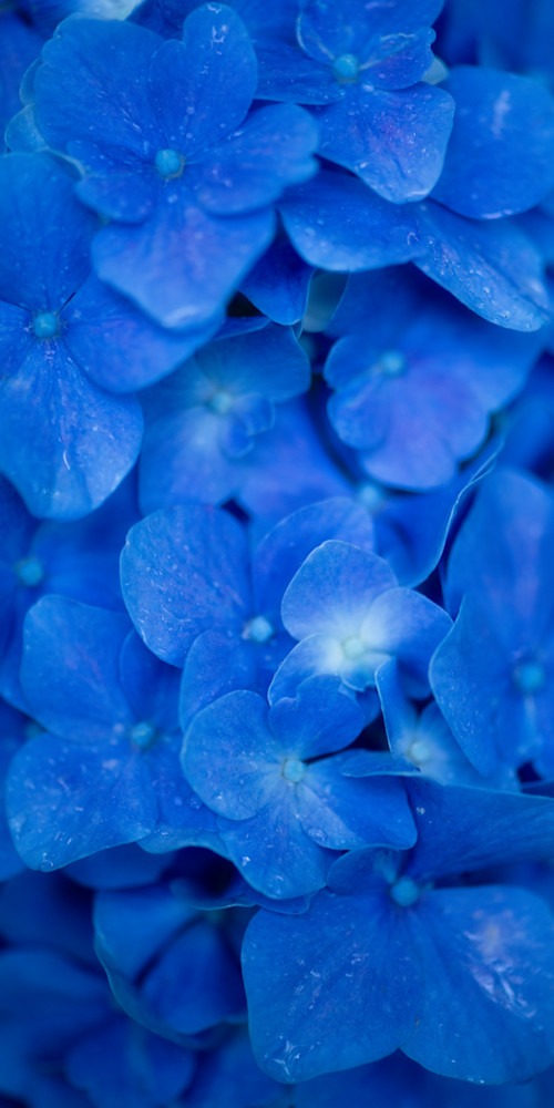 A Beautiful Blue Blossom Print