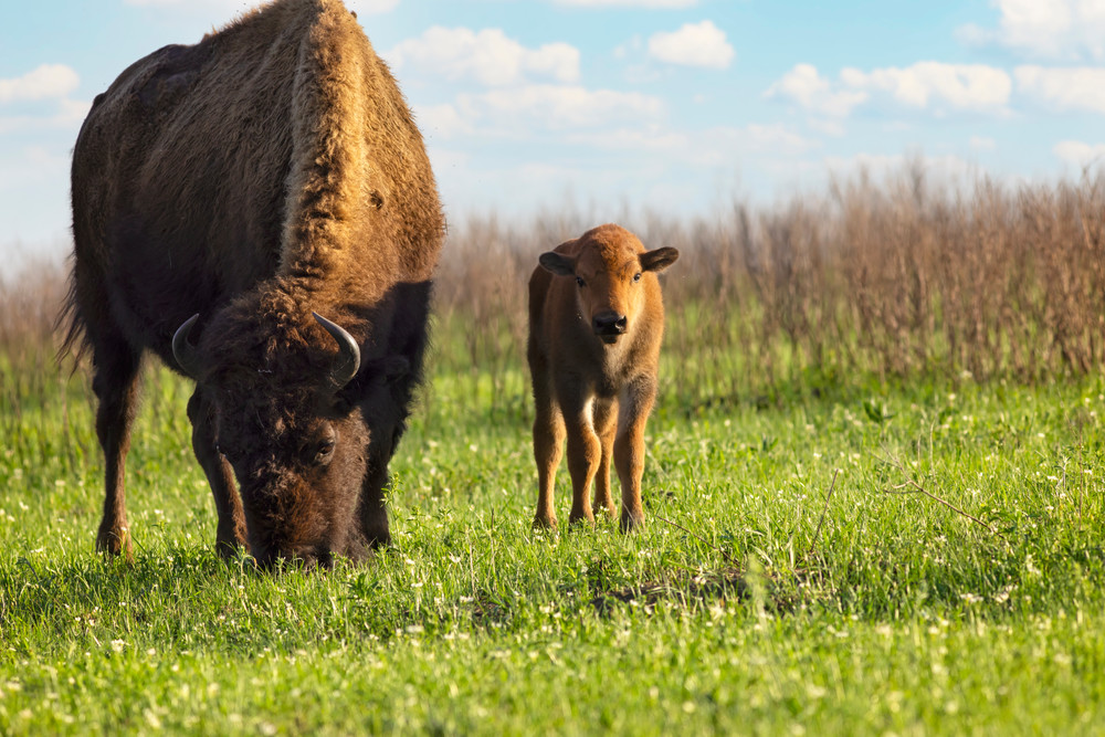 Bison And Baby Photography Art | Images of the Ozarks, Photography by Steve Snyder