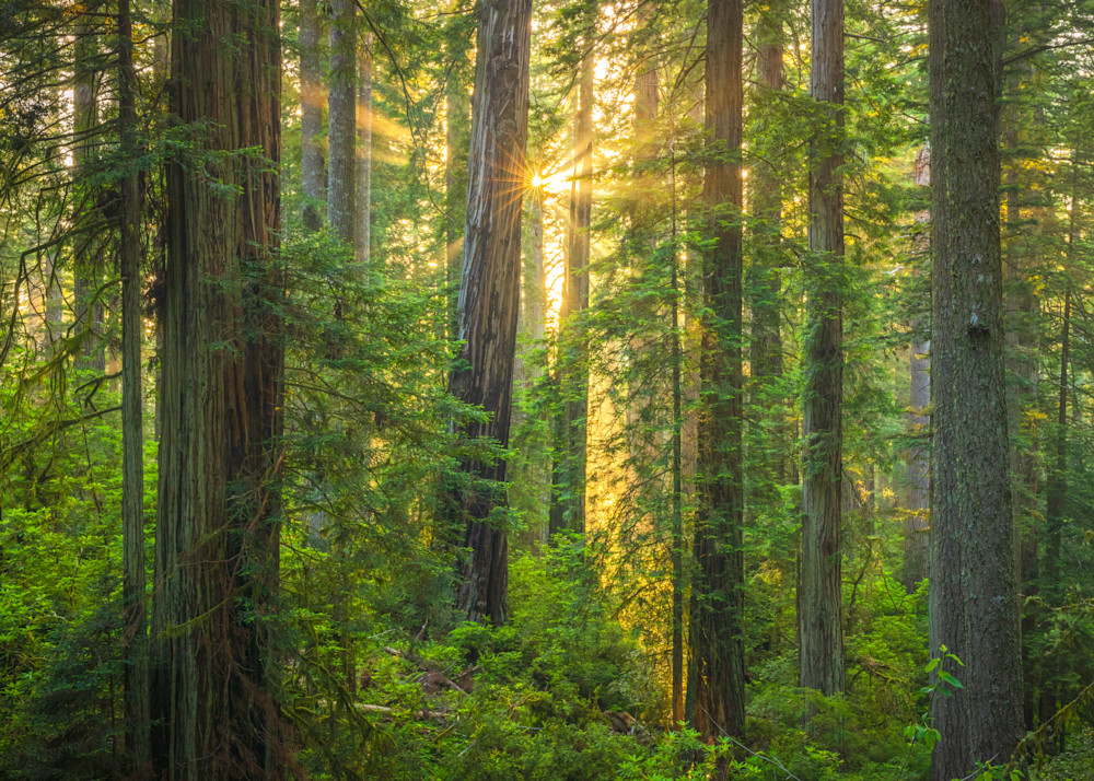 Redwoods Lost Coast Sunset