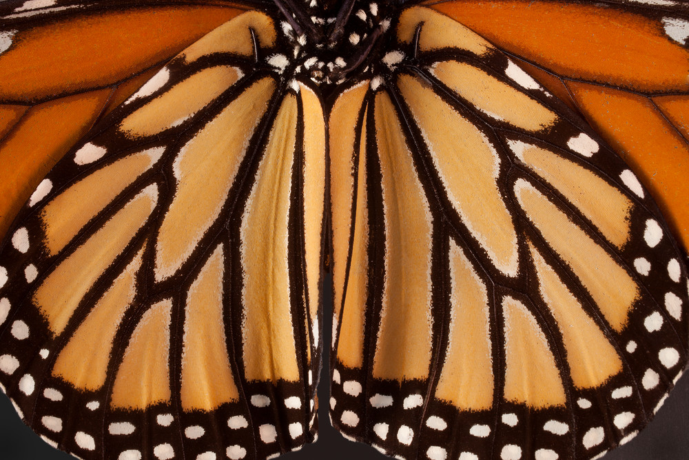 Monarch Butterfly, Houston, Texas Photography Art | Rick Gardner Photography