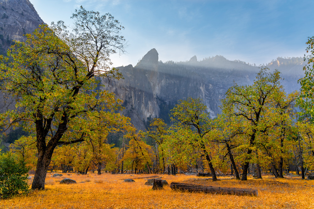 Yosemite Valley Oaks
