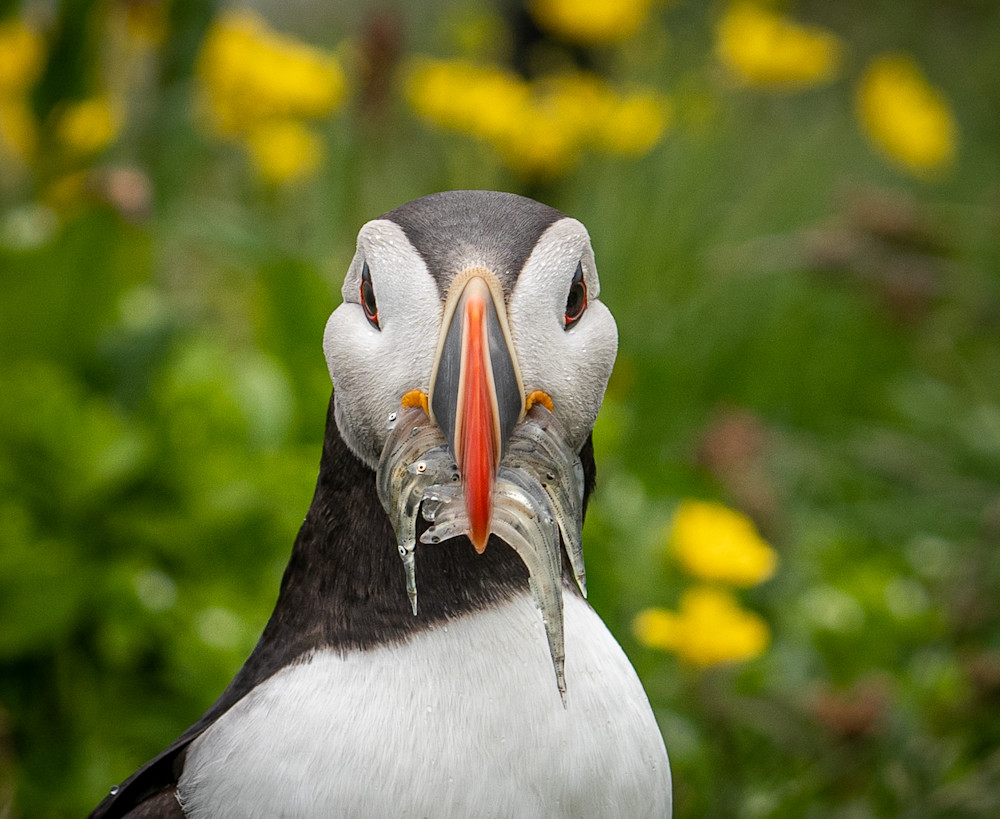 Puffin With Dinner Photography Art | Amber Favorite Photography