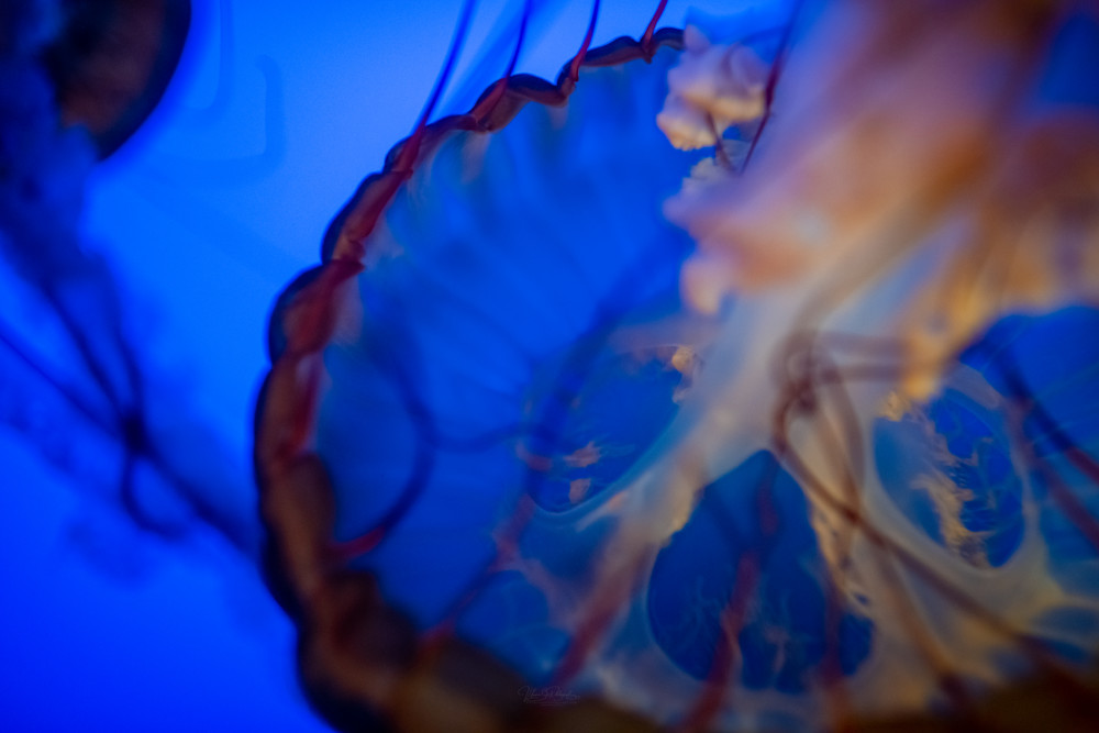 Close Up Jelly Fish Photography Art | Vitamin Sea Photography