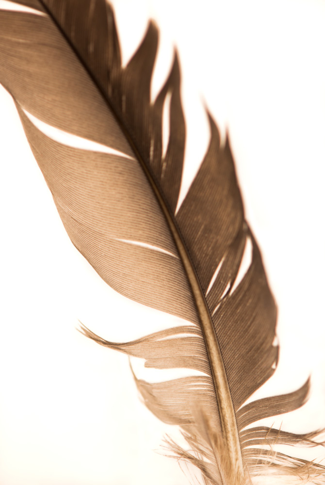 Feathers 3