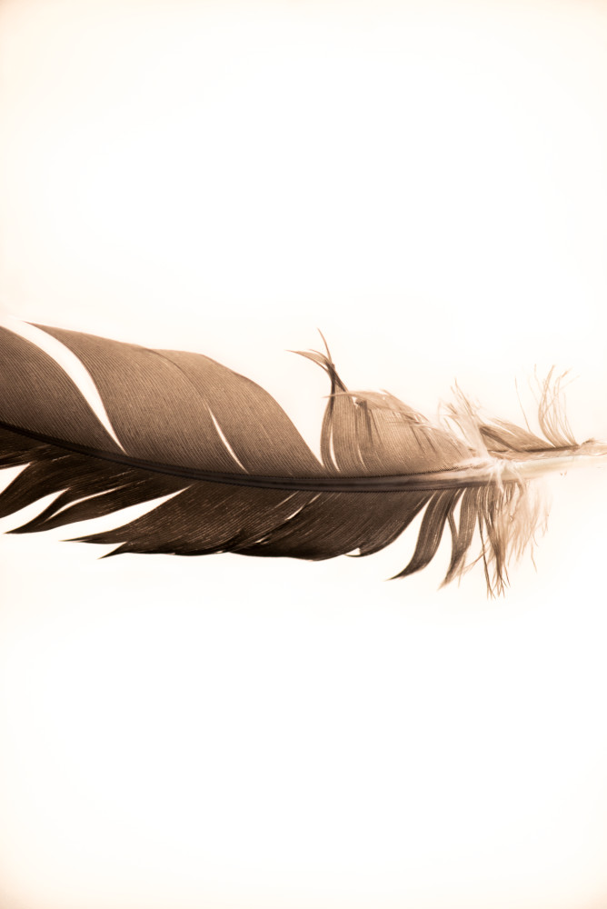 Feathers 2 Photography Art | artography