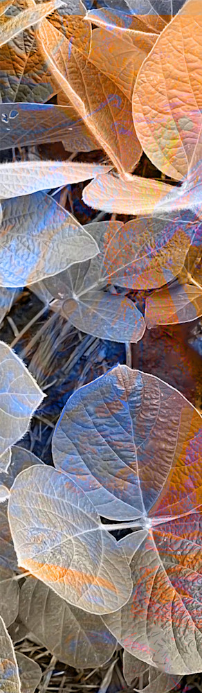 Left Pea Garden Art | Paula Acheson