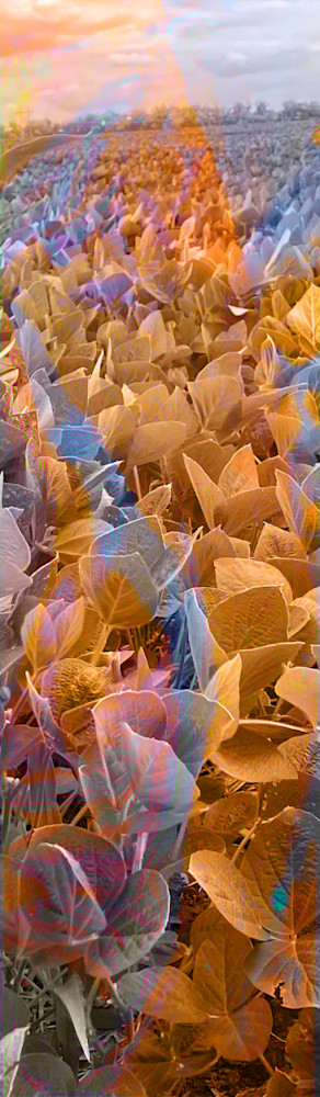 Right Pea Farm Art | Paula Acheson