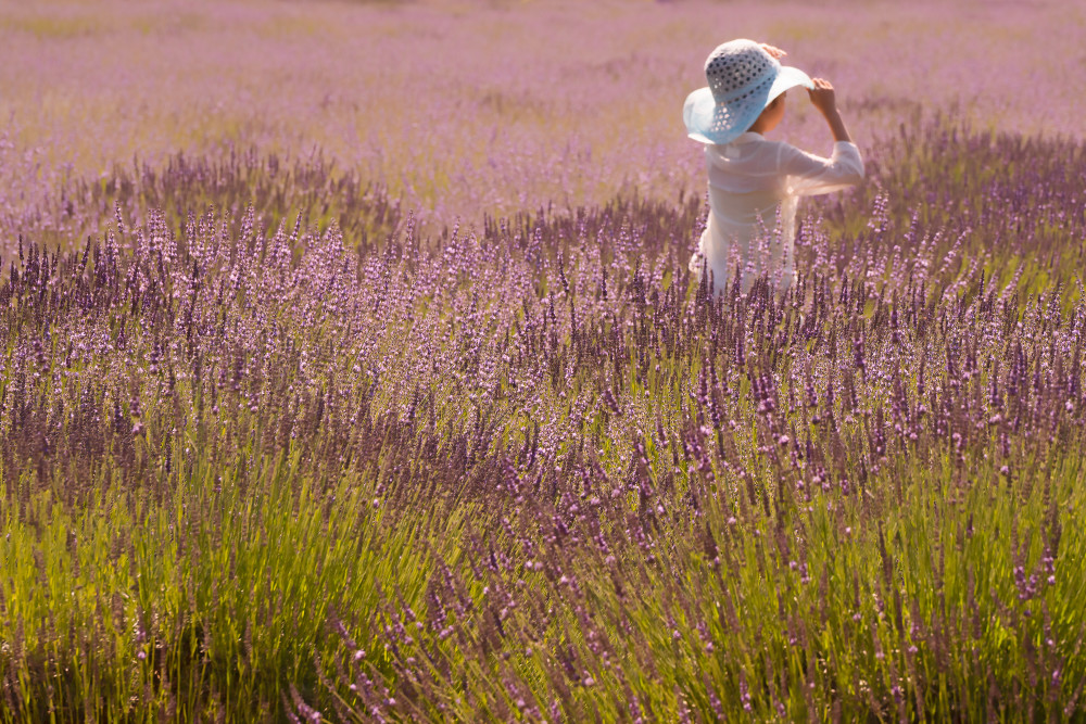 Angelina In Lavender Photography Art | nancyney