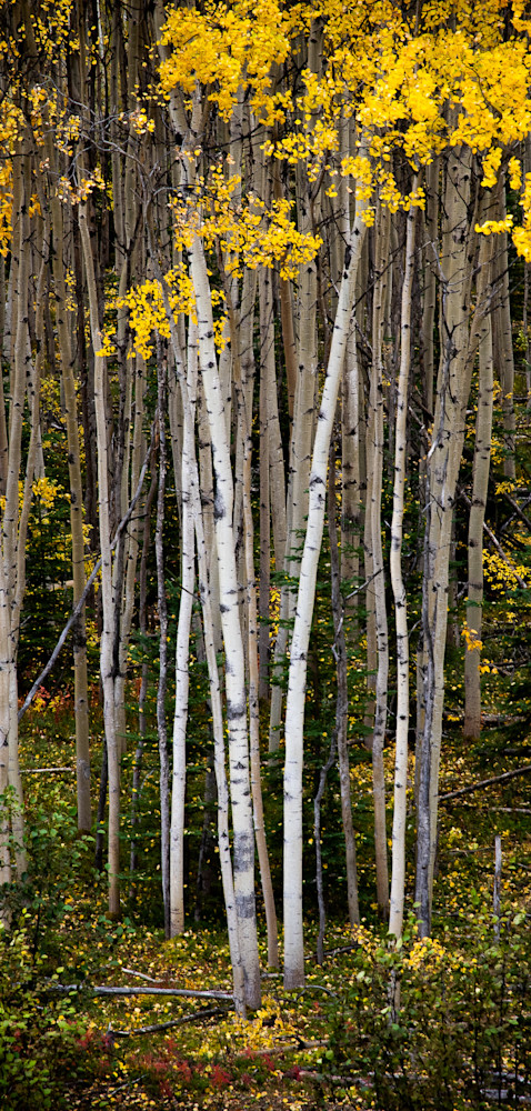 Trees Photography Art | Jim Collyer Photography