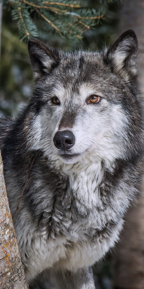 Wolf Photography Art | Jim Collyer Photography