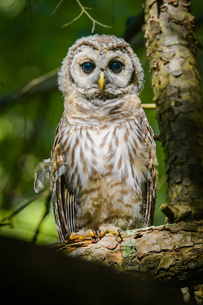 Barred Owl Baby Photography Art | Monteux Gallery