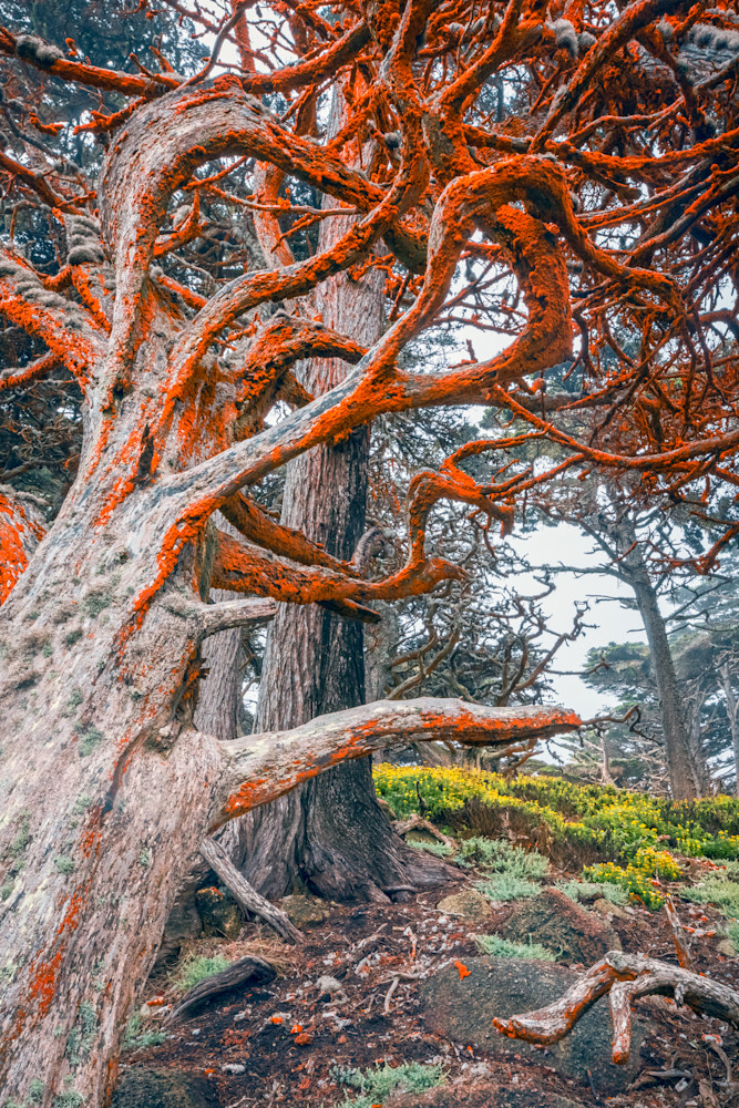 point lobos cypress vertical