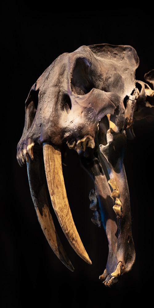 Saber Tooth Tiger Photography Art | Jim Collyer Photography