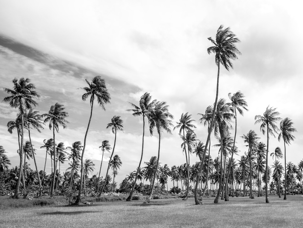 Palms In Paradise ( Black & White )  Photography Art | Visual Arts & Media Group Corporation 