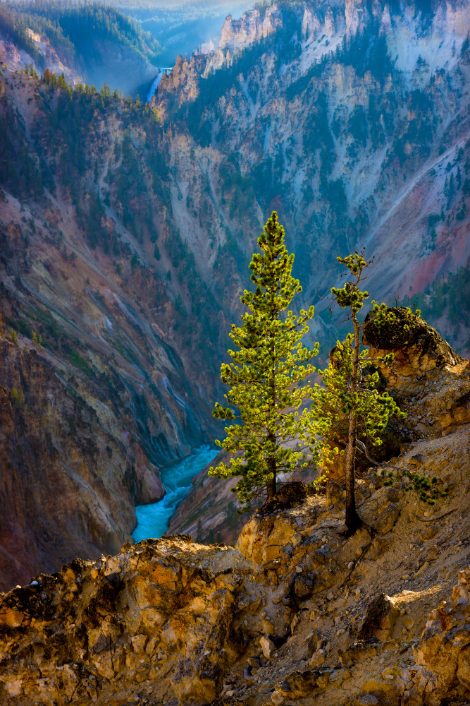 Pine Trees, and The Yellowstone River, Yellowstone National Park