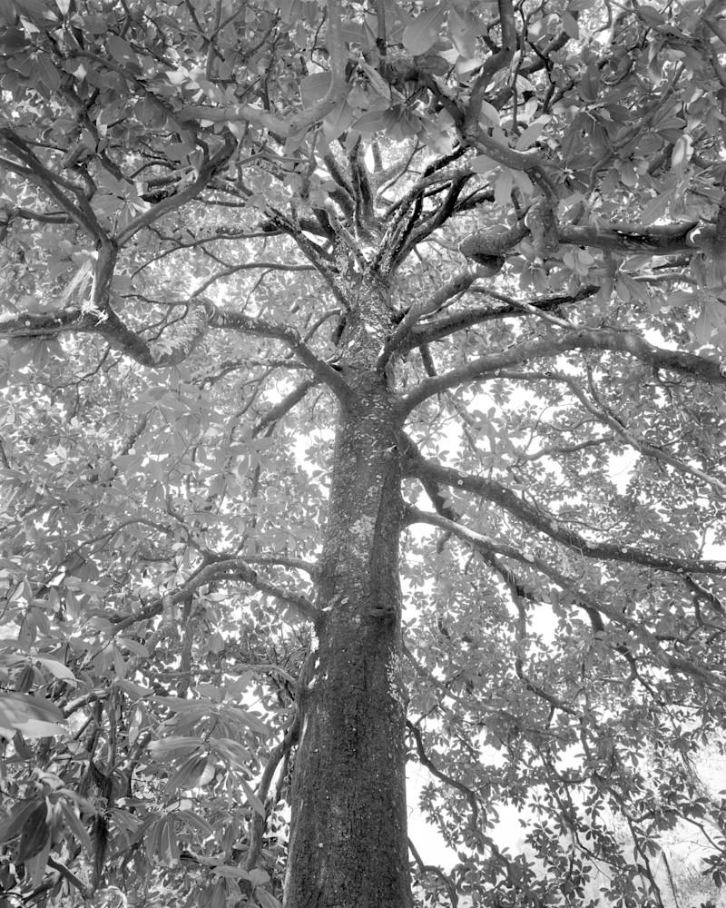 Magnolia Tree, Ossabaw Island, Georgia Photography Art | Rick Gardner Photography