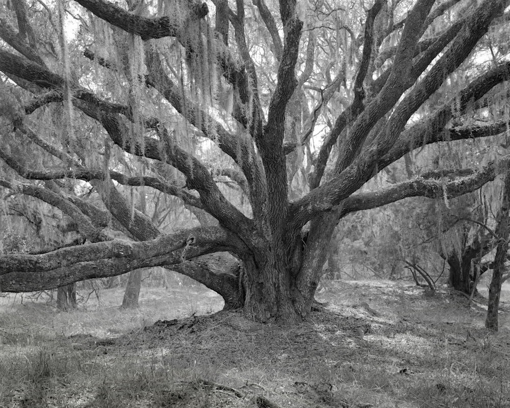 Oak Tree, Mule Run Road, Ossabaw Island, Georgia Photography Art | Rick Gardner Photography