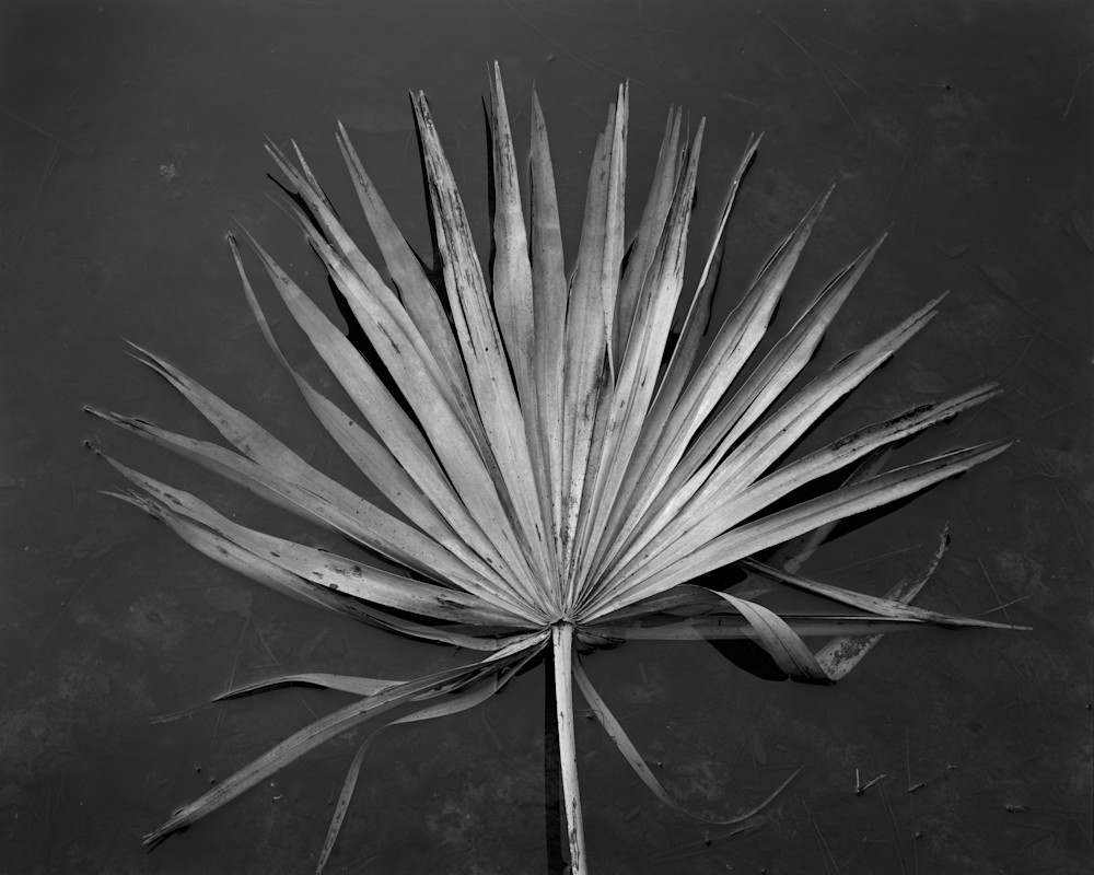 Floating Palmetto Leaf, Ossabaw Island, Georgia Photography Art | Rick Gardner Photography