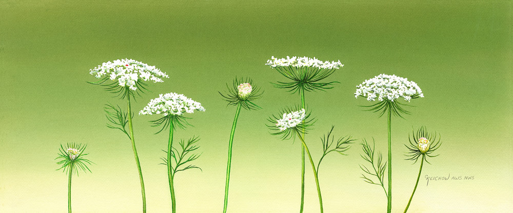 In The Carrot Family Art | Christine Reichow Inc.