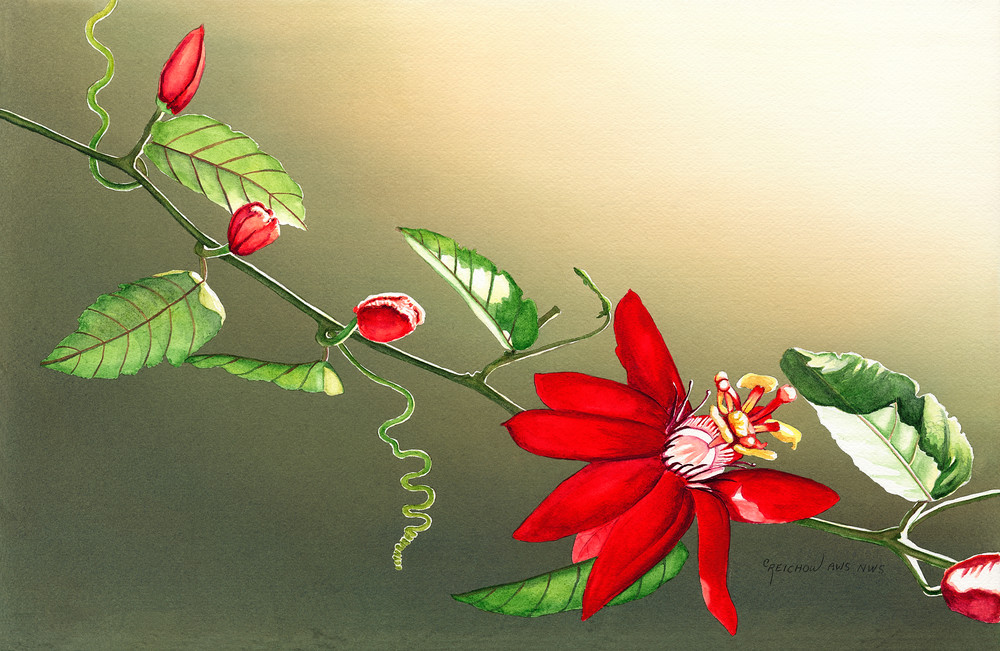 Passiflora Art | Christine Reichow Inc.