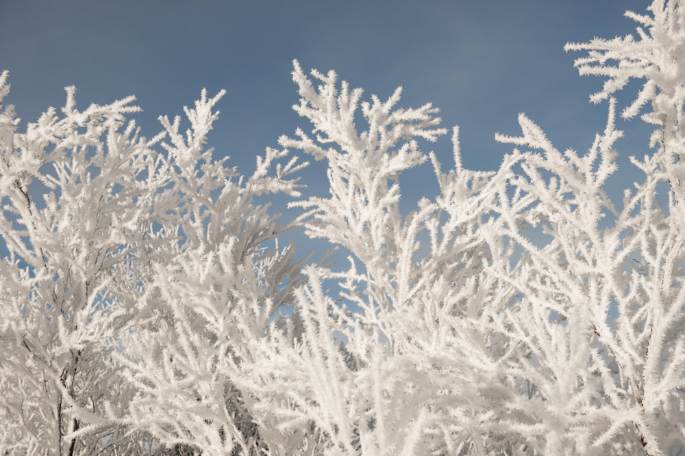Ice Branches  Photography Art | Visual Arts & Media Group Corporation 