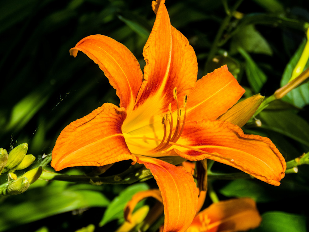Orange Daylily Photography Art | Lake LIfe Images