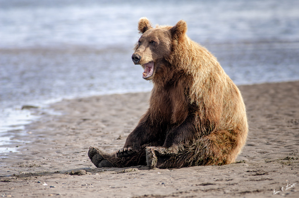 Lazy Bear Beach Day