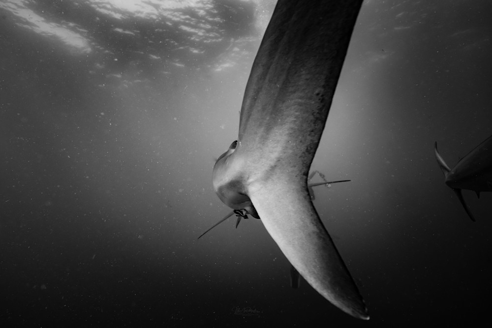Shark's Tail Photography Art | Vitamin Sea Photography