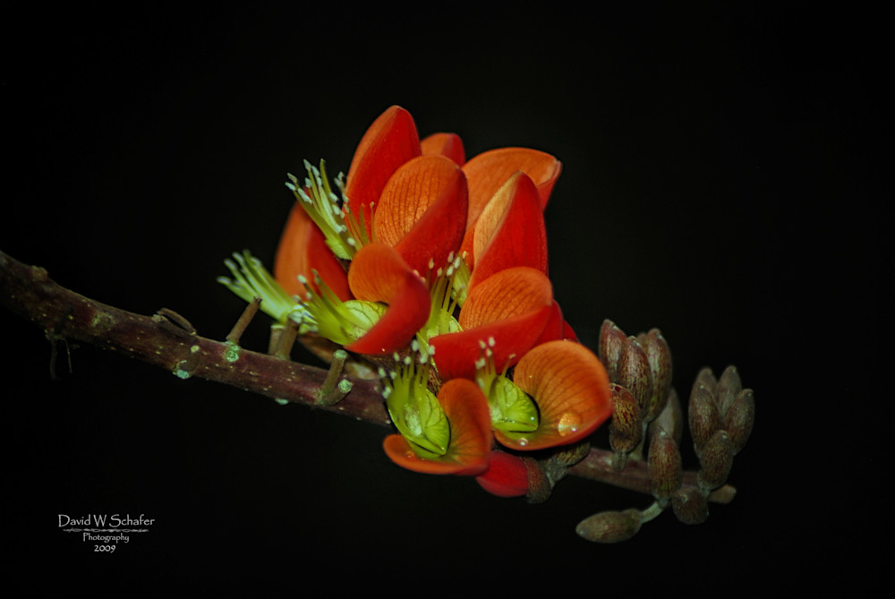Orchid Buds Photography Art | David W Schafer