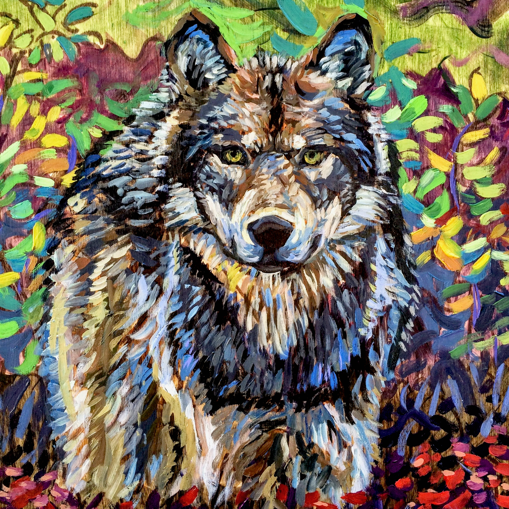 Alaska Gray Wolf in Tundra Art Print by Amanda Faith Thompson