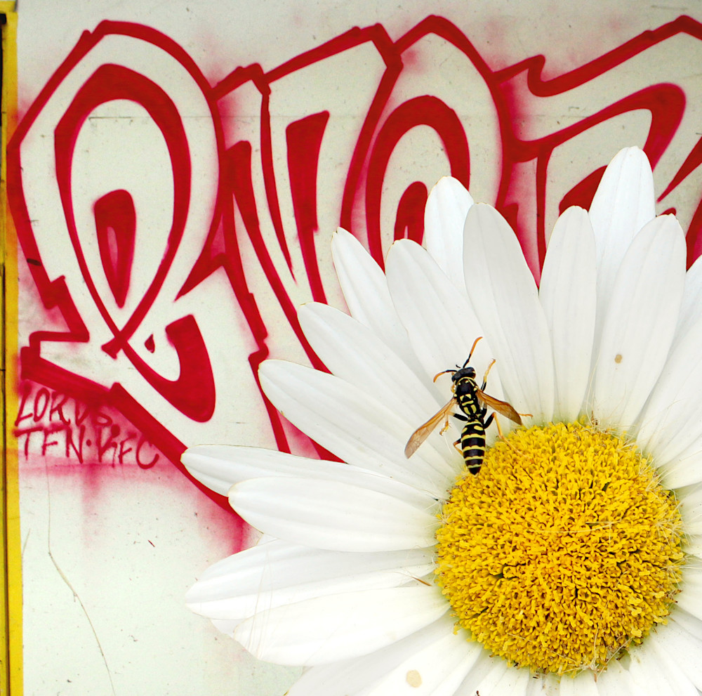 Graffiti Bee Photography Art | Xan Blood Walker Fine Art Photography