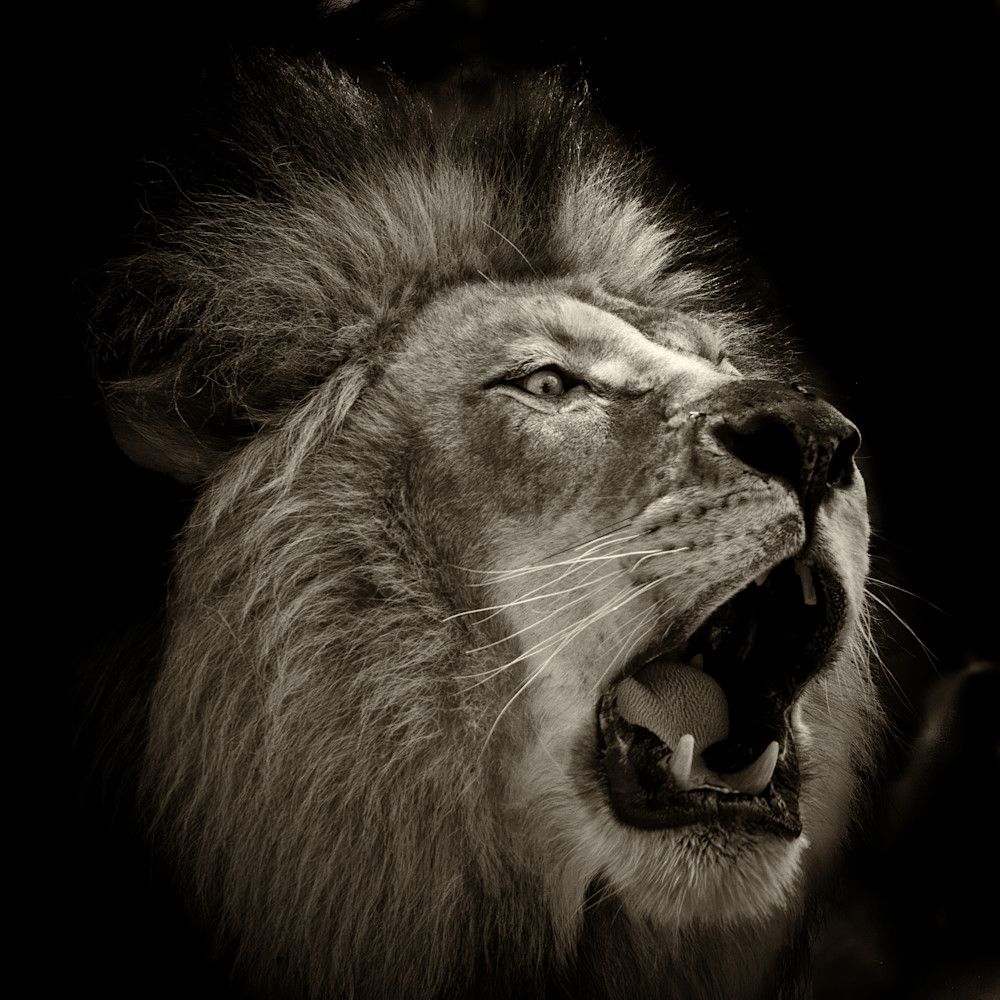 Roar of the Lion B&W