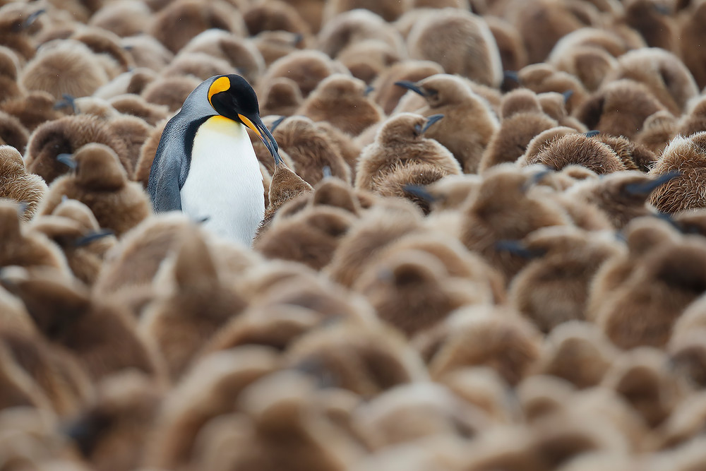 King Penguin Feeding Chick In Creche B8 R1017 Fortuna Bay South Georgia Islands Photography Art | Clemens Vanderwerf Photography