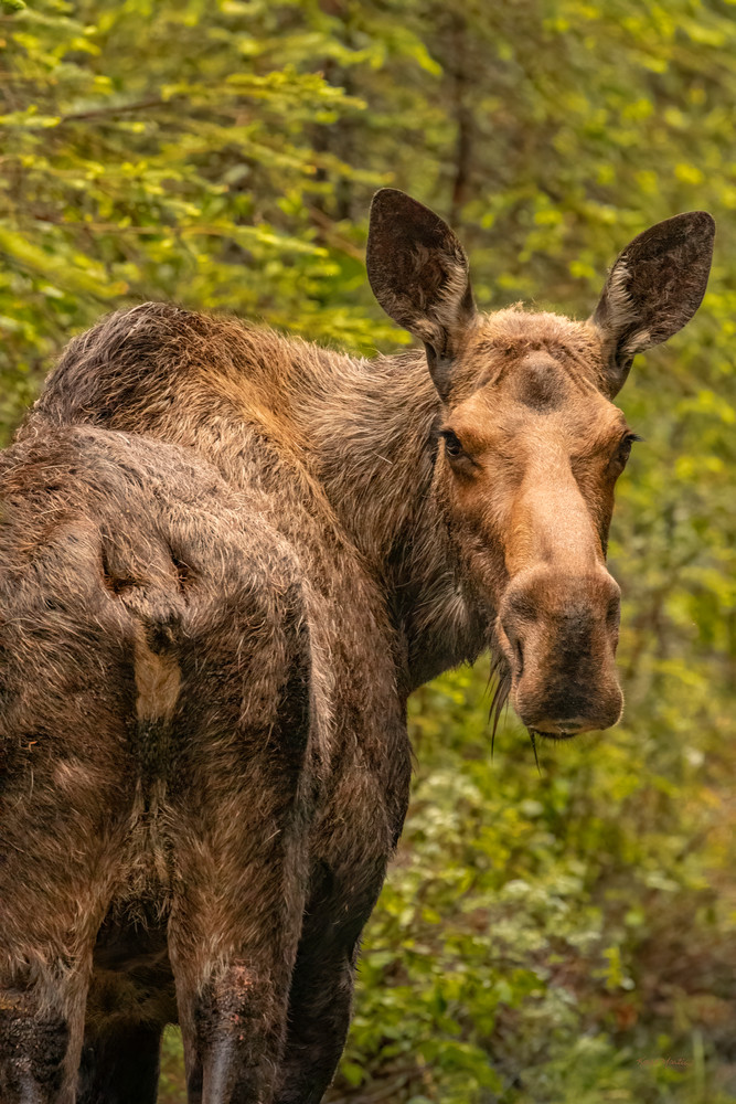 You Lookin' At Me??  Moose Cow    5902f Photography Art | Koral Martin Fine Art Photography