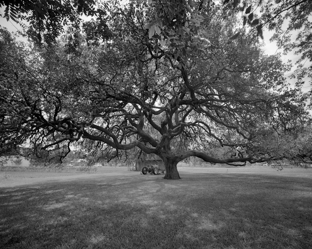 Oak & John Deere, Frobese House, Cuero, Texas Photography Art | Rick Gardner Photography