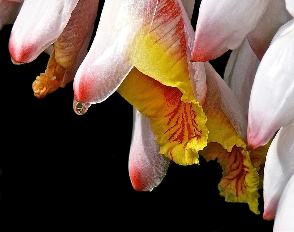 Flower Study Ii Photography Art | Matruka Sherman Photography