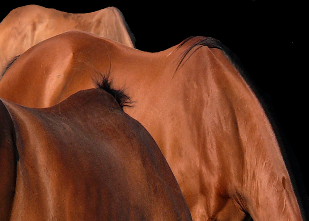 Horse Study Iii Photography Art | Matruka Sherman Photography