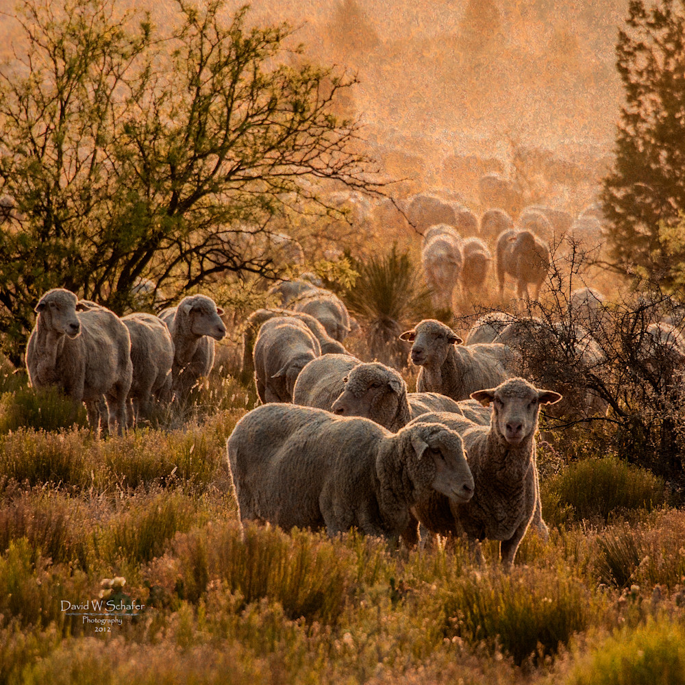 Range Ewes At Sunset Photography Art | David W Schafer