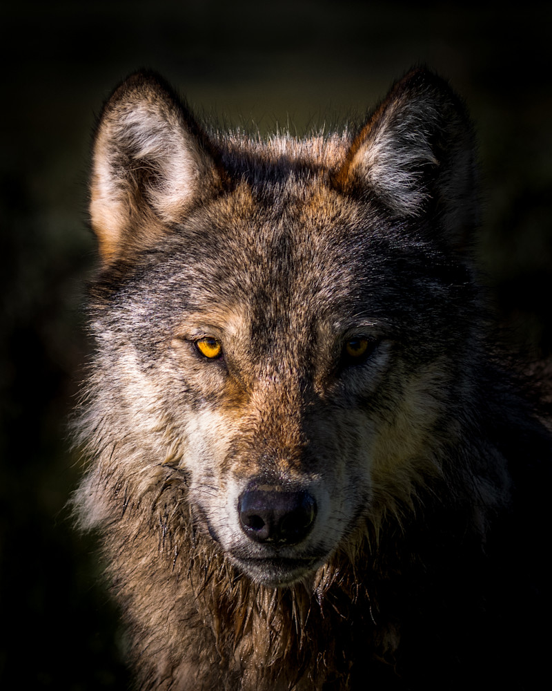 Wolf I   "Spirit" Photography Art | Michael Schober Photography