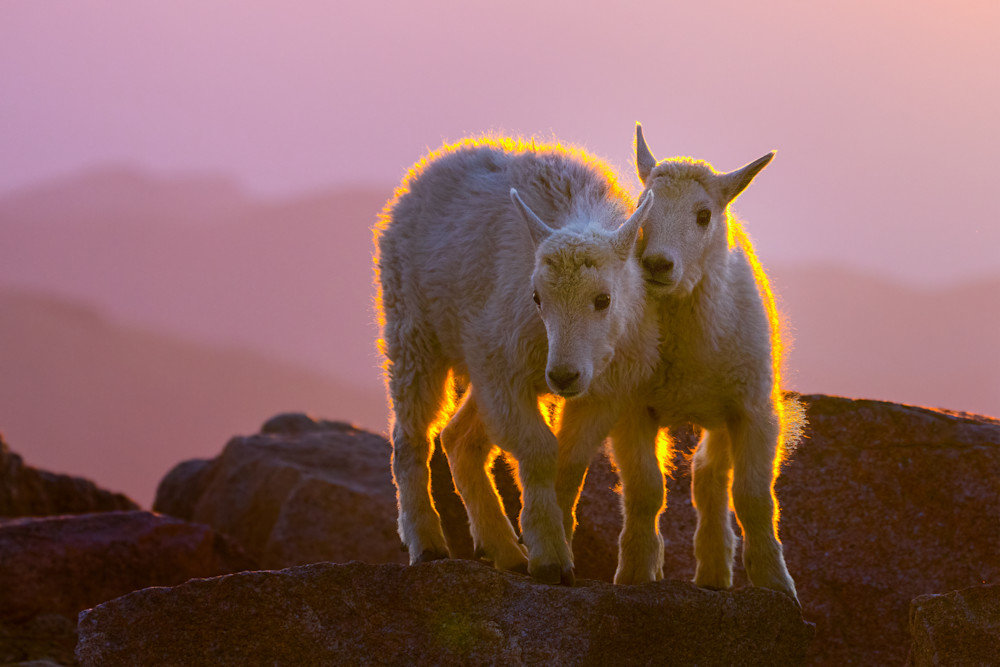 Mountain Goats Kids Sunrise  Photography Art | Harry Lerner Photography