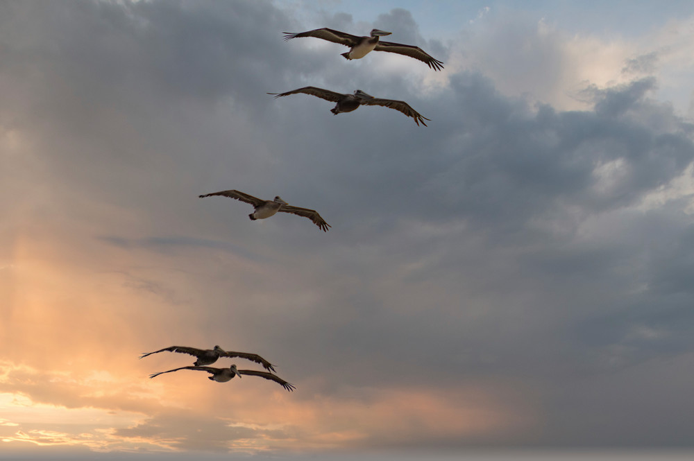 Five Pelicans Photography Art | Kathleen Messmer Photography