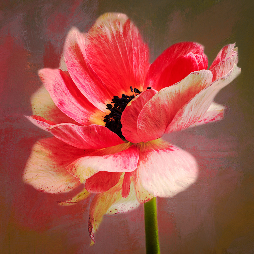 Hot pink anemone flower painterly photographic fine-art print