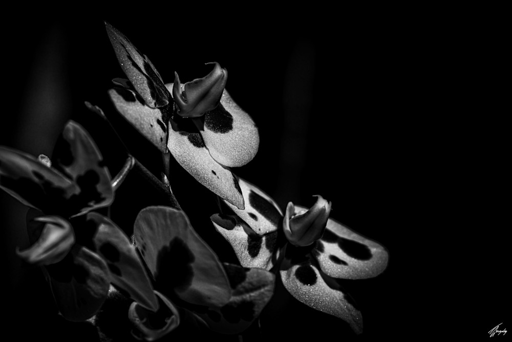 Floral Fine Art Photography - Darkness & Flora No7