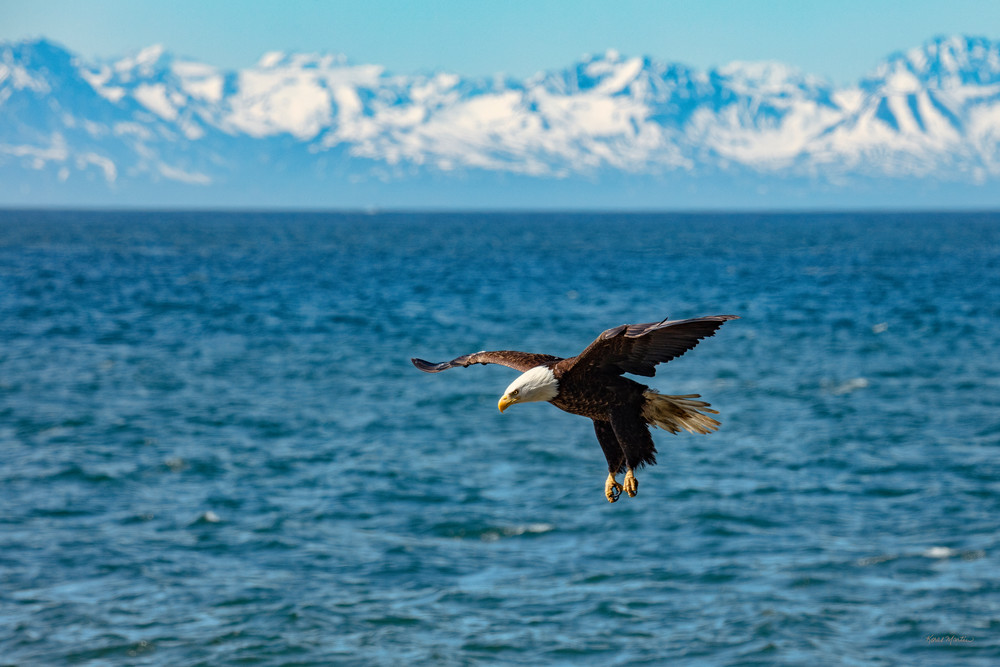 Bald Eagles Cook Inlet Mountain Backdrop   0600 F Photography Art | Koral Martin Fine Art Photography