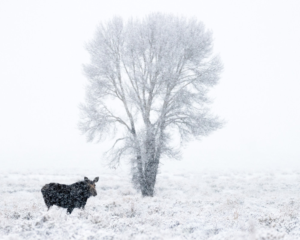 Moose Iv Photography Art | Michael Schober Photography