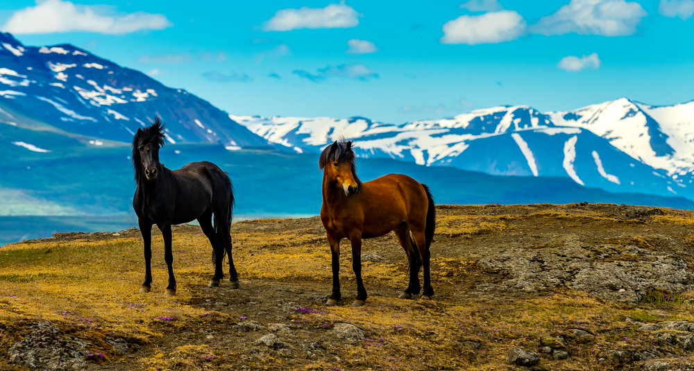 Horses Iceland Photography Art | Vaughn Bender Photography