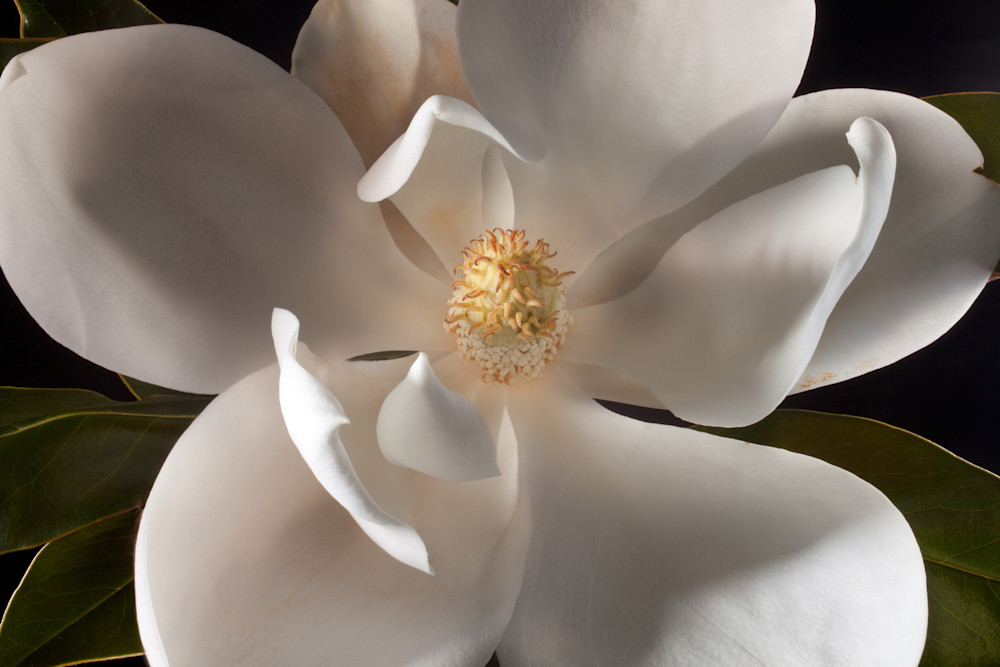 Welcoming Magnolia Photography Art | Rick Gardner Photography
